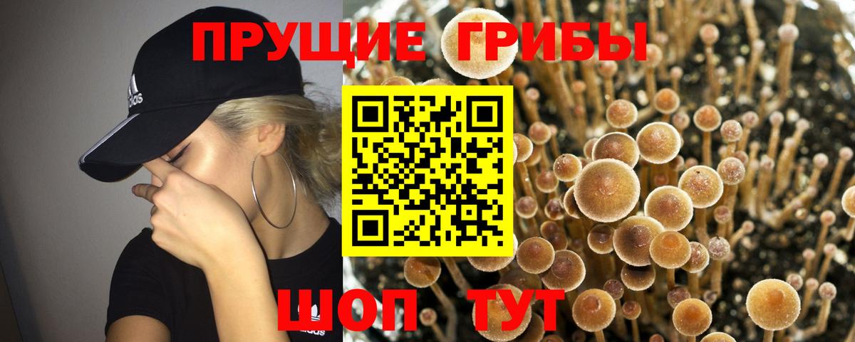 где продают наркотики  Вход с VPN  Гулькевичи  Псилоцибиновые грибы GOLDEN TEACHER 